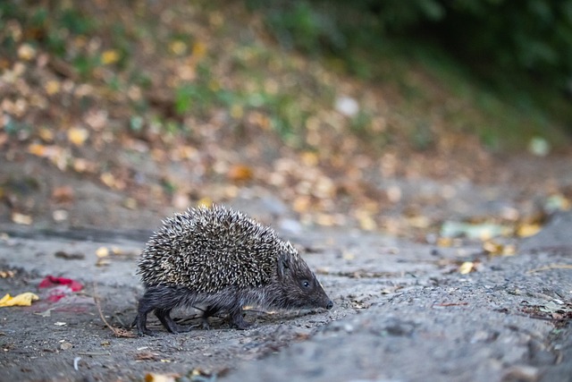 佩兹之间的 佩兹之间的